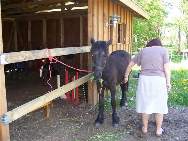 Fell pony Kurreholms Jackpot UDLÅNT billede 3