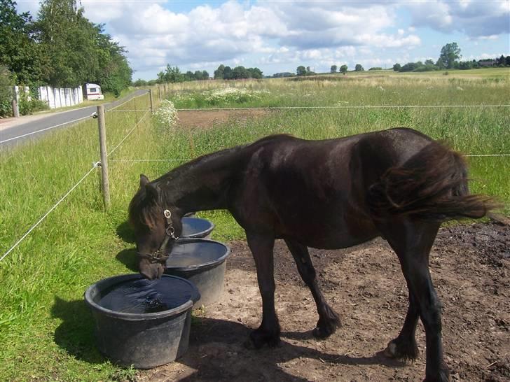 Fell pony Kurreholms Jackpot UDLÅNT billede 4