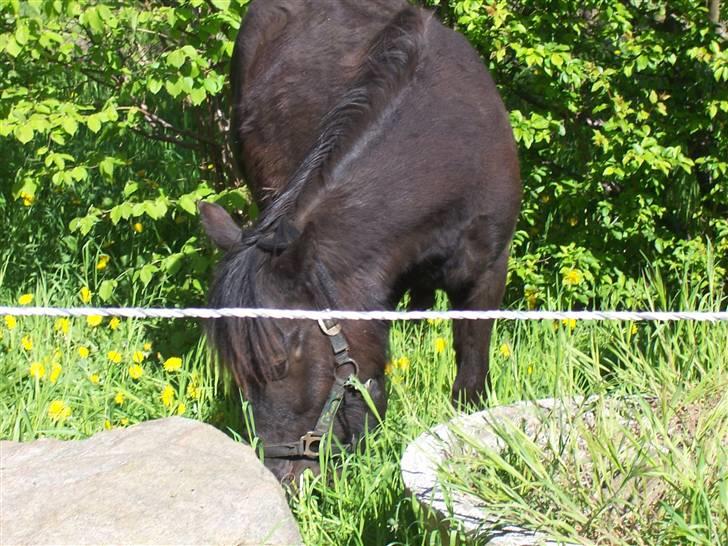 Fell pony Kurreholms Jackpot UDLÅNT billede 5