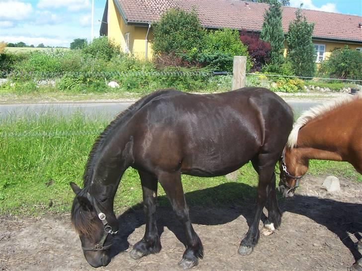 Fell pony Kurreholms Jackpot UDLÅNT billede 6