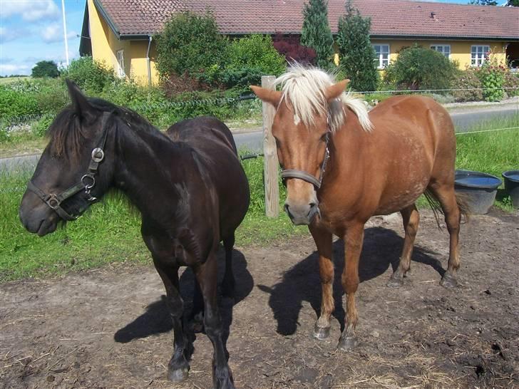 Fell pony Kurreholms Jackpot UDLÅNT billede 7