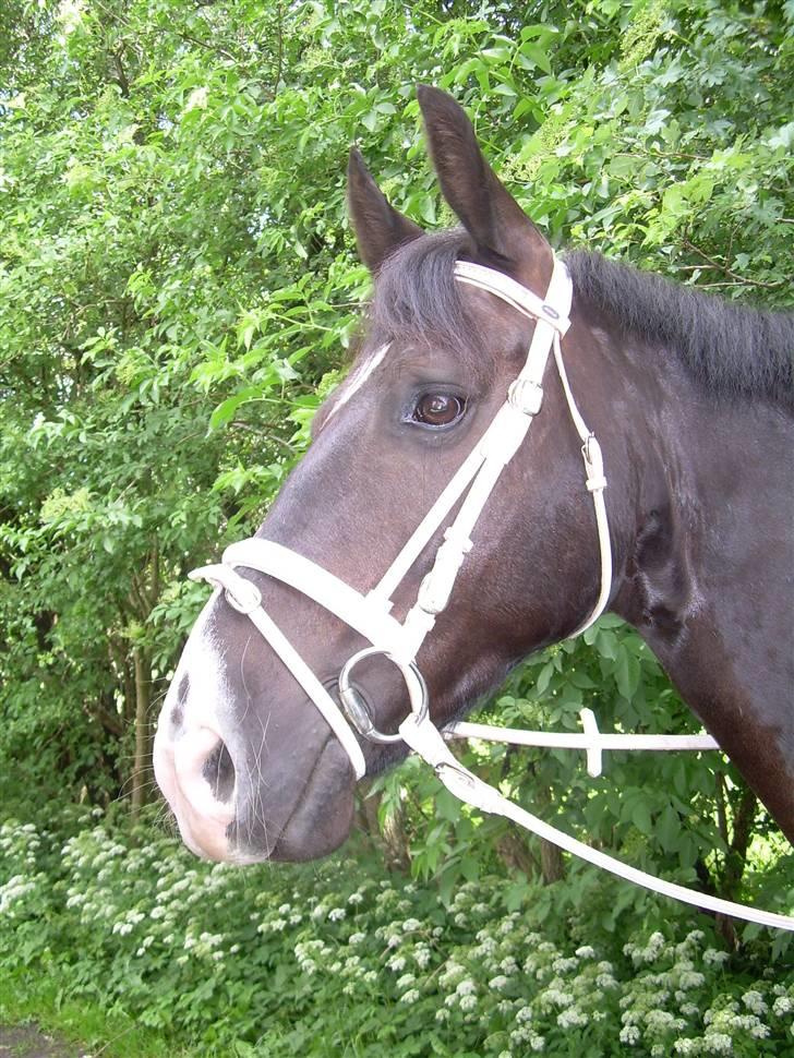 Anden særlig race | Thuffy - Velkommen til Thuffys profil.. :)  - NYT ! billede 1