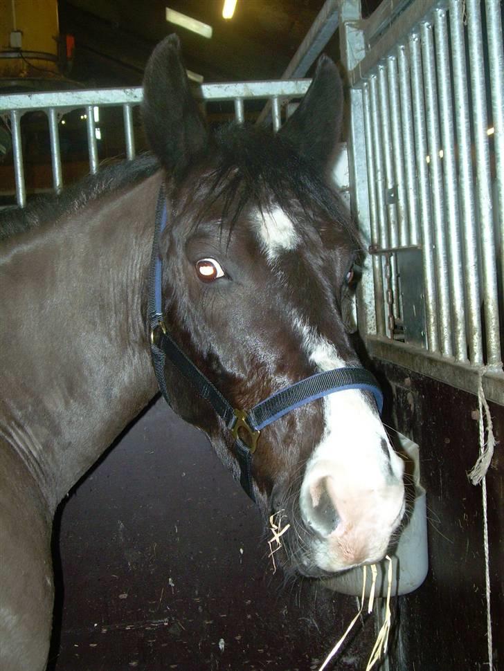 Anden særlig race | Thuffy - Smukke i boksen.. <3 billede 3