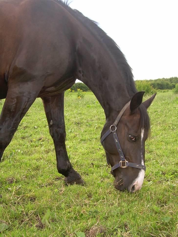 Anden særlig race | Thuffy - Smukke på folden.. :) - NYT! billede 4