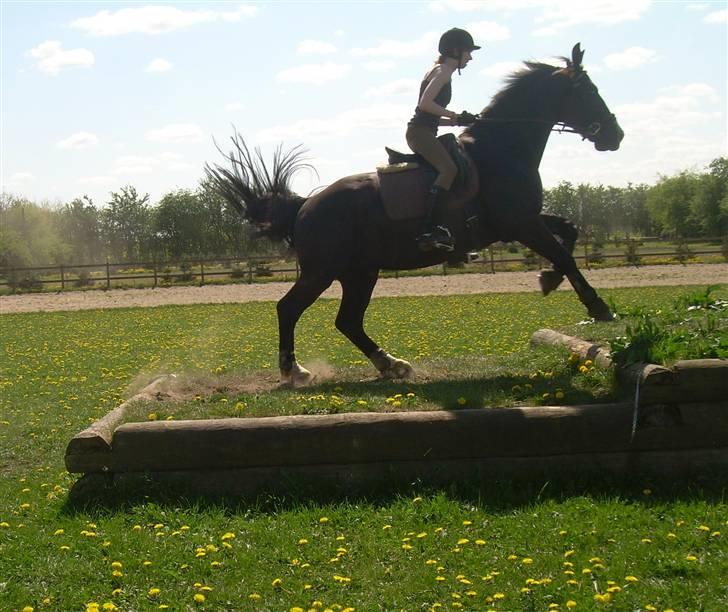 Anden særlig race | Thuffy - Jah.. Ivrig er han hvertfald, når det gælder spring.. Hiih.. ;D billede 5