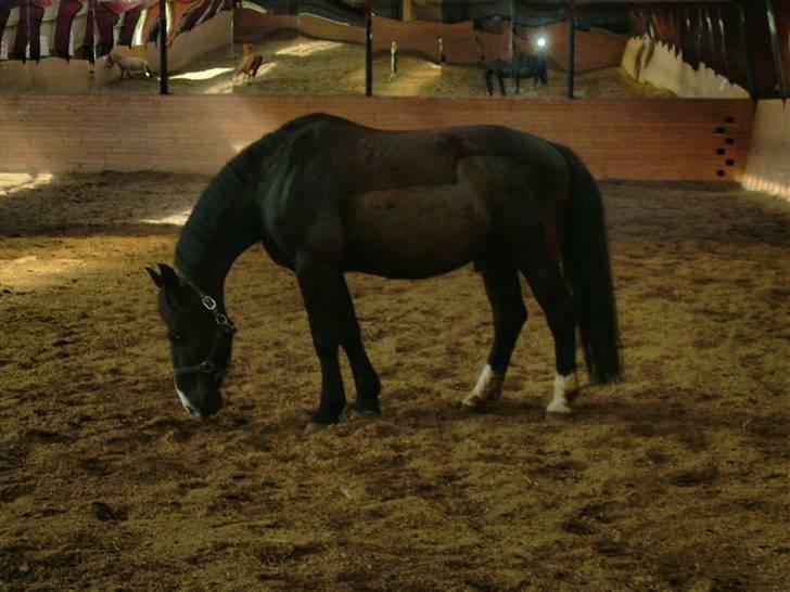 Anden særlig race | Thuffy - Løs i ridehuset.. :) billede 6