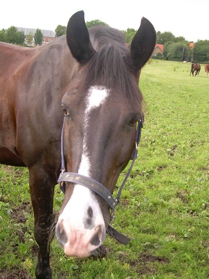 Anden særlig race | Thuffy - Har du noget til mig ?  <´3    - NYT! billede 9