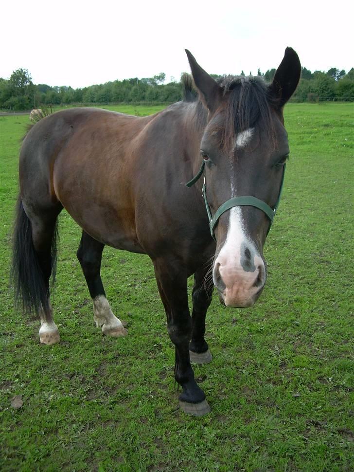 Anden særlig race | Thuffy - En meget træt Thuffy på fold.. <3 billede 16