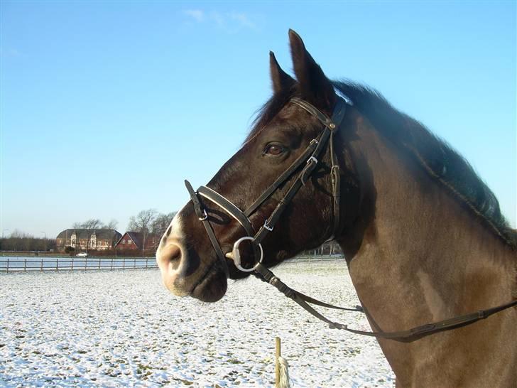 Anden særlig race | Thuffy - Jubii.. SNE!! =) billede 18