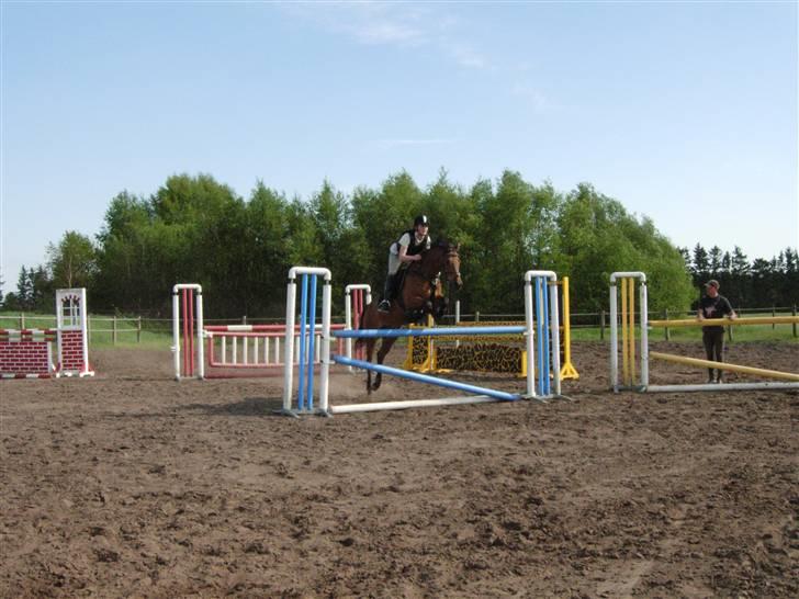 Welsh Cob (sec D) Sylvester  / Solgt /  - tjek højden :P ej vidst ik så galt.  1,15 m ?  billede 19