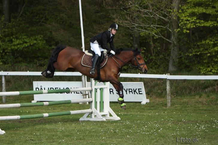 New Forest Tippy  - LA. billede 3