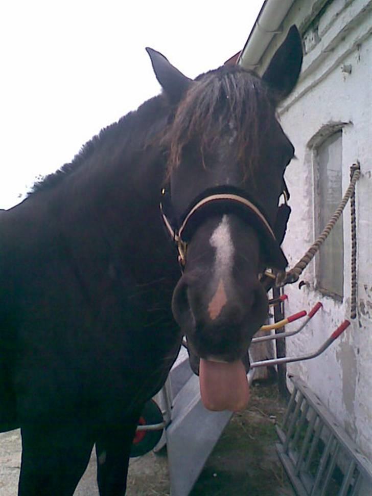 Welsh Cob (sec D) Hamlet *RIP* <3 - Julie siger altid: Jeg elsker mig <3 billede 8