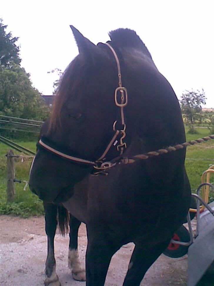 Welsh Cob (sec D) Hamlet *RIP* <3 - Lækker med lækkert hår  billede 9