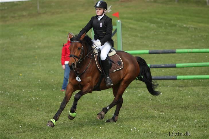 New Forest Tippy  - morsø 08 billede 4