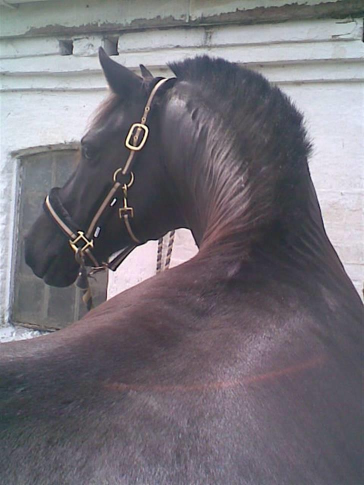 Welsh Cob (sec D) Hamlet *RIP* <3 - Heej damer (: billede 10