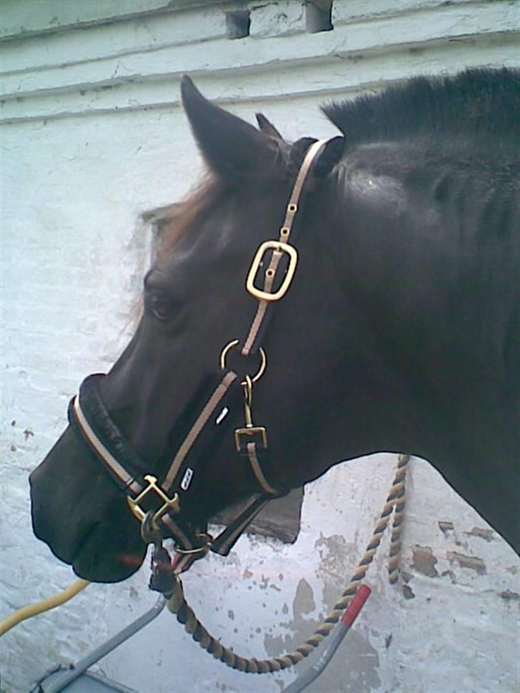 Welsh Cob (sec D) Hamlet *RIP* <3 - Med sin nye grime <3 (: billede 12