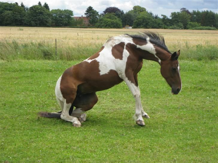 Pinto -Mustang Sally- *Part* - En rulletur er godt :D billede 15