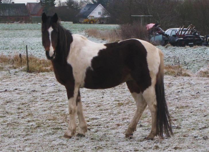 Pinto -Mustang Sally- *Part* - Her i sit vinterdress, en frysende morgen :) billede 16