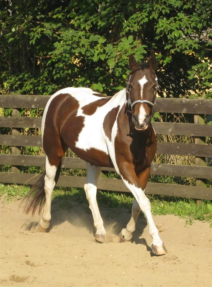 Pinto -Mustang Sally- *Part* - Hun er så dejlig... Her på vej ind til mig, efter et par runders luntetrav på hovslaget :) billede 17