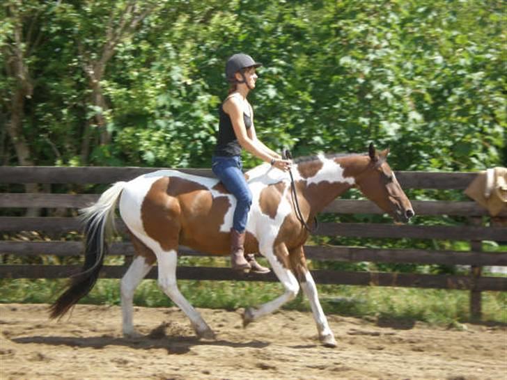 Pinto -Mustang Sally- *Part* - (Næsten) Helt uden udstyr, kun med snor om halsen :) Dette billede viser fint, at selvom hun kan være en hidsigprop, kan hun også være helt rolig og styrbar ;) billede 20