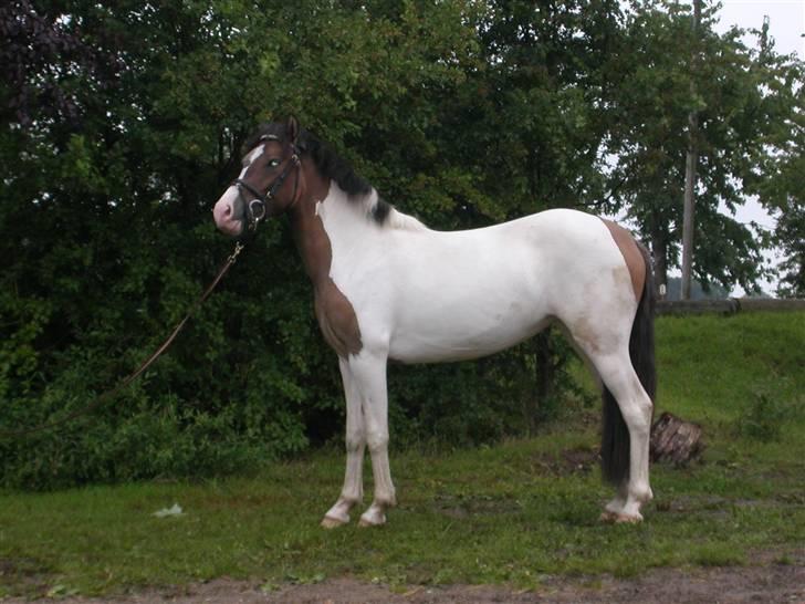 Anden særlig race Ebonys Surprise   (solgt/ R.I.P) billede 2