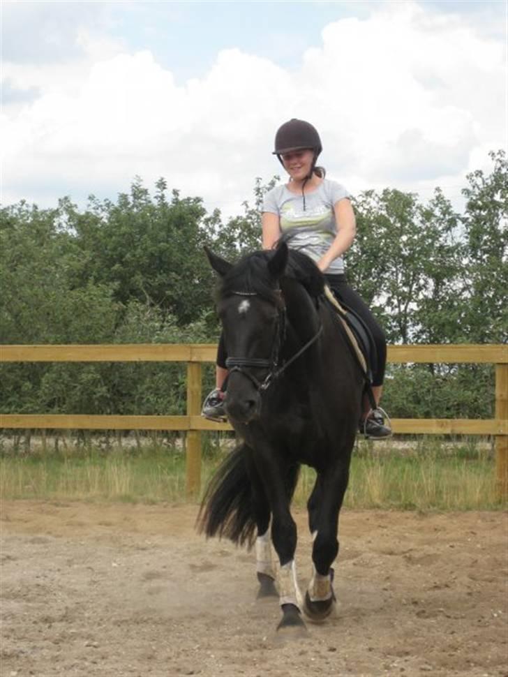 Knabstrupper Majco' Thunder Coffee - Coffee med Line på ryggen! (Coffees gamle passer da vi boede i kbh ! ) Venligst lånt ud af line ;) billede 4