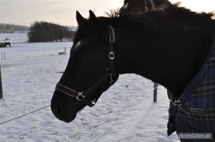 Knabstrupper Majco' Thunder Coffee - Coffee på fold! På RTG. Taget af Maja ! billede 5
