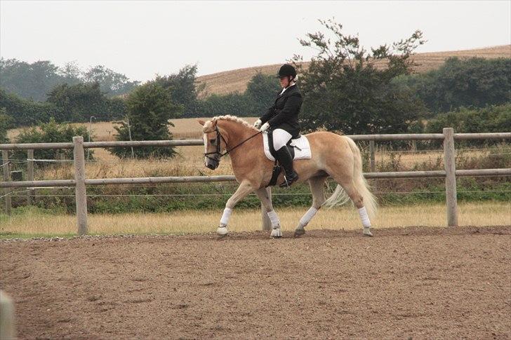 Haflinger Artist Junior - lørdag opvarmning billede 14