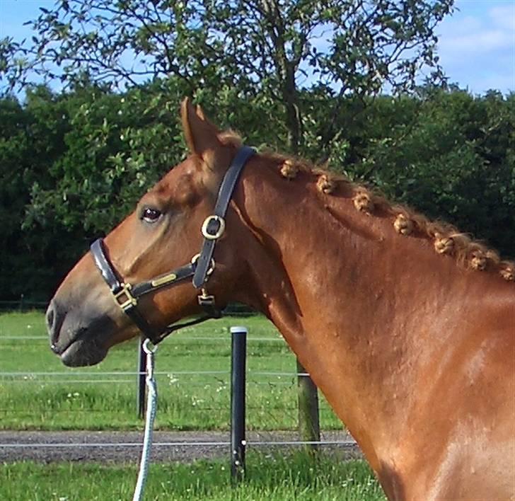 Anden særlig race Reebok´s Basse *Himlens* - Mellem de to klasser i Ribe billede 16