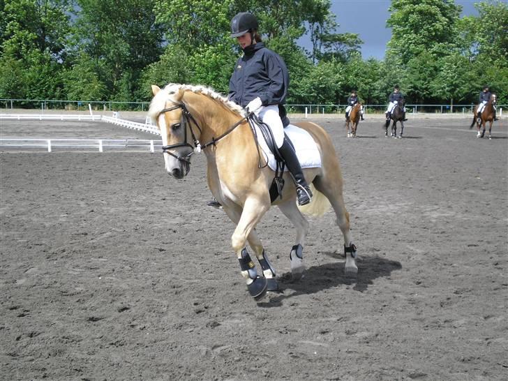 Haflinger Artist Junior - lørdag opvarmning billede 16