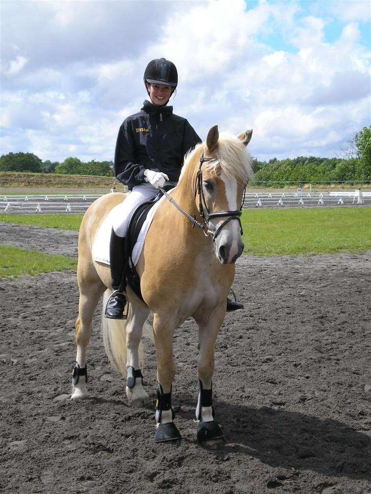 Haflinger Artist Junior billede 17