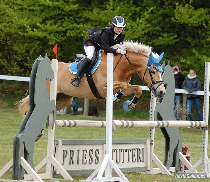Haflinger CIRKELINE <3<3 -  savner cirkeline:´( <33  billede 3