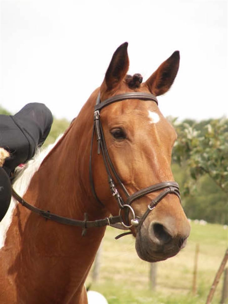 Pinto Roche <3, - min smukke pige ;) foto AM billede 15