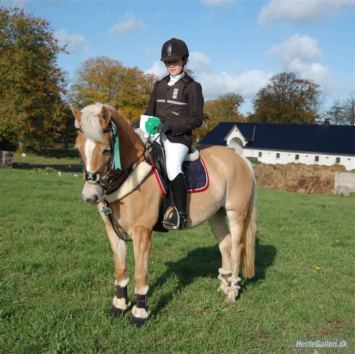 Haflinger CIRKELINE <3<3 - c-stævne <3 dejlig pony! i SRL :D billede 7