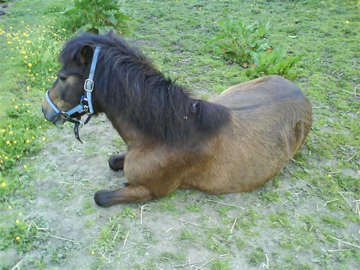 Anden særlig race Odin (gammel part) - Da jeg kom lå han ned (:  billede 2