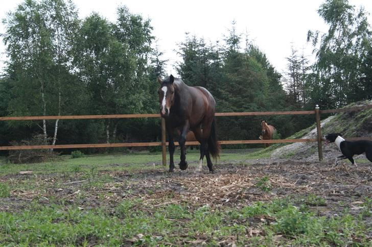 Dansk Varmblod Louciano SOLGT - Leger lidt med Tyson :P billede 13