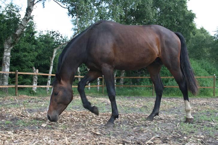 Dansk Varmblod Louciano SOLGT - Snuser lidt igen . billede 14