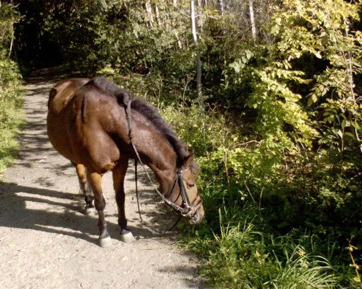 Anden særlig race Odin (gammel part) - På markvejen  billede 7