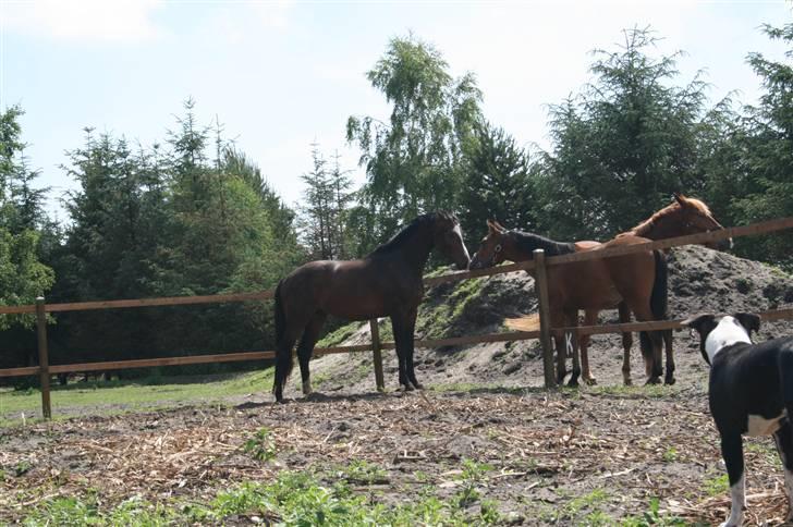 Dansk Varmblod Louciano SOLGT - Hilser pænt på Shaka . billede 15