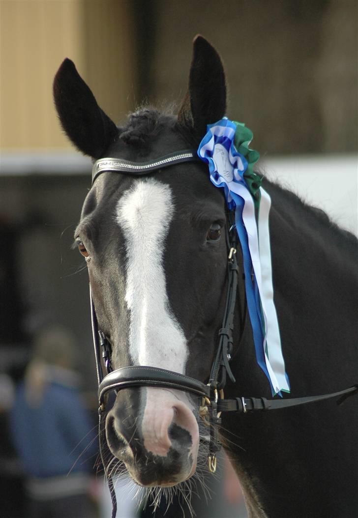 Holstener Priors Maluta - Priors Maluta....  billede 1