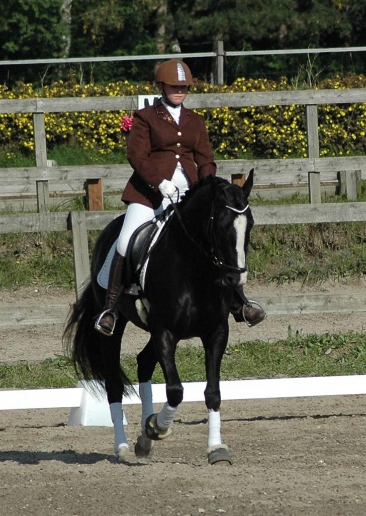 Holstener Priors Maluta - Dressur på Stutsborg sep.08 billede 2