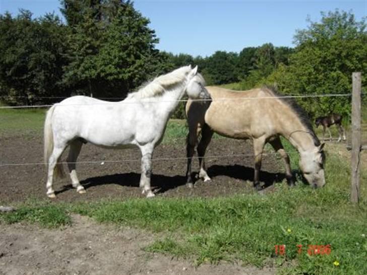 Welsh Pony af Cob-type (sec C) Rotterdam's Sheila - Sheila på sommergræs, sammen med lille Zake billede 14