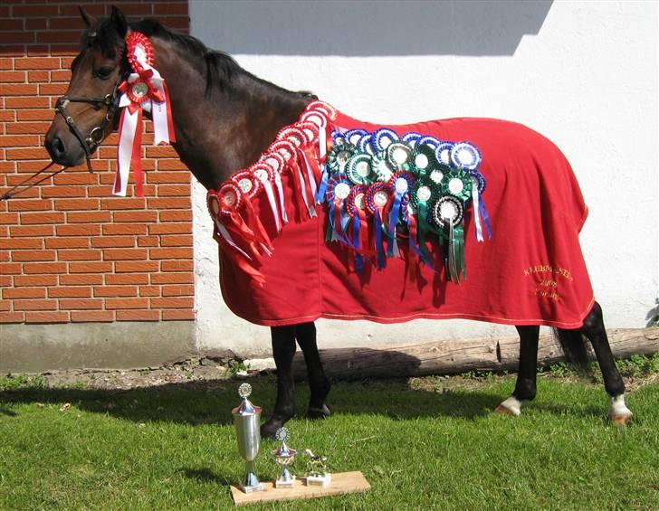 Welsh Pony (sec B) Bakkegaardens Prins-solgt - Synes lige jeg ville have et billed af ham, med alle vores pladseringer :) billede 1