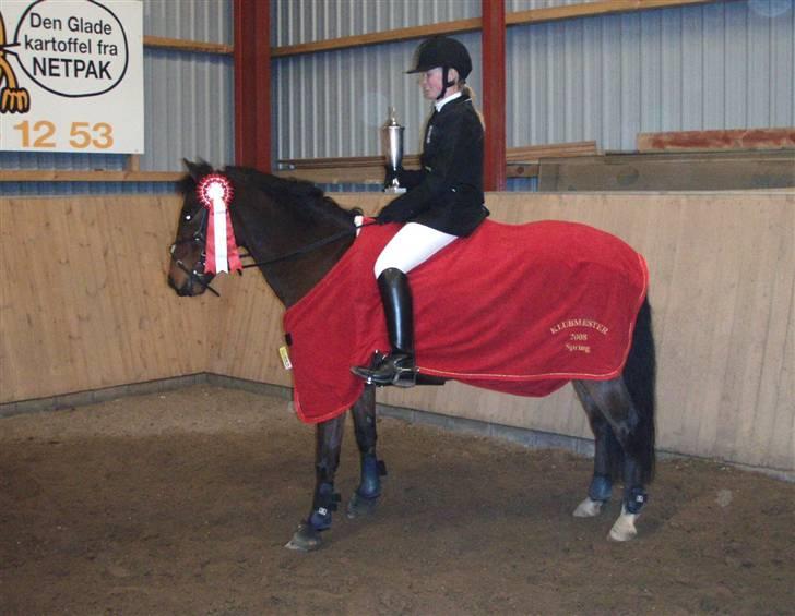 Welsh Pony (sec B) Bakkegaardens Prins-solgt - Klubmester 2008 og var det også i 2006... stolt af ham.. :) billede 2