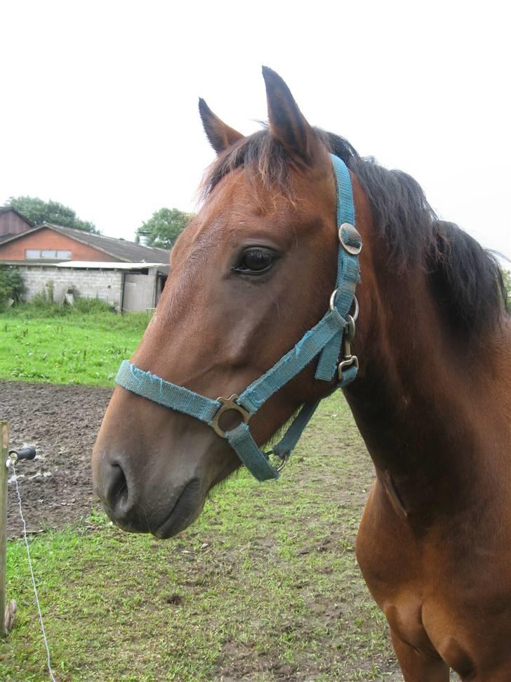 Welsh Pony (sec B) Bakkegaardens Prins-solgt - Sikke et kønt hovede.. billede 3