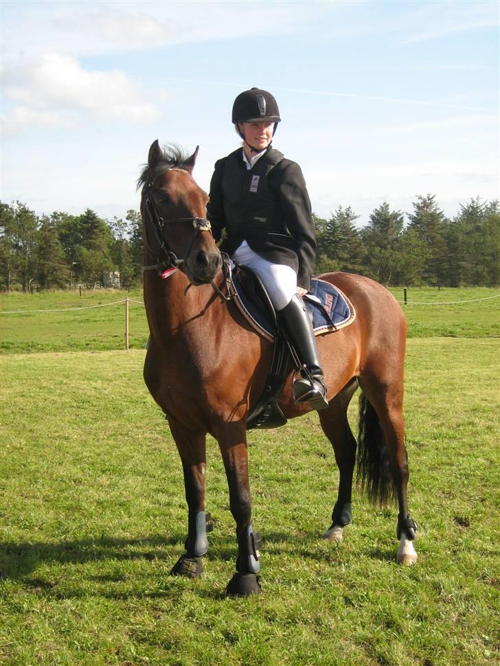 Welsh Pony (sec B) Bakkegaardens Prins-solgt - Her har vi lige kvaliceret os til A finale til områdemesterskab..<3 billede 4
