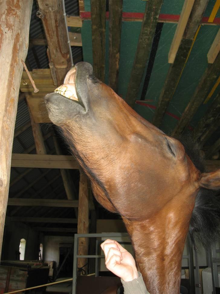 Welsh Pony (sec B) Bakkegaardens Prins-solgt - sikke et nussehovede... hehe billede 5