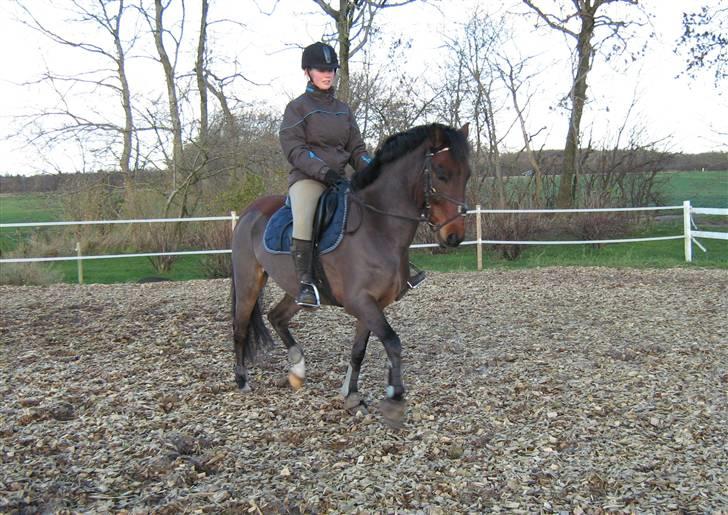 Welsh Pony (sec B) Bakkegaardens Prins-solgt - Lidt dressur. billede 6