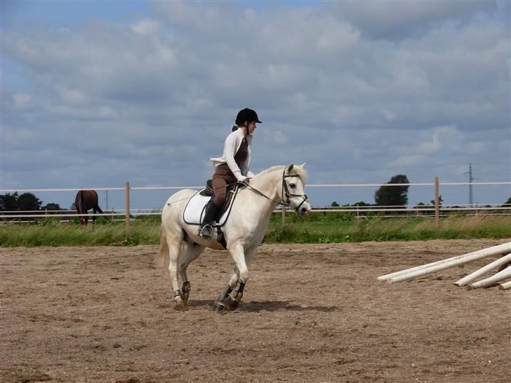 New Forest Elmely's Tarzan - Elmely Tarzan, du vil altid være i mit hjerte (L) *R.I.P* billede 16