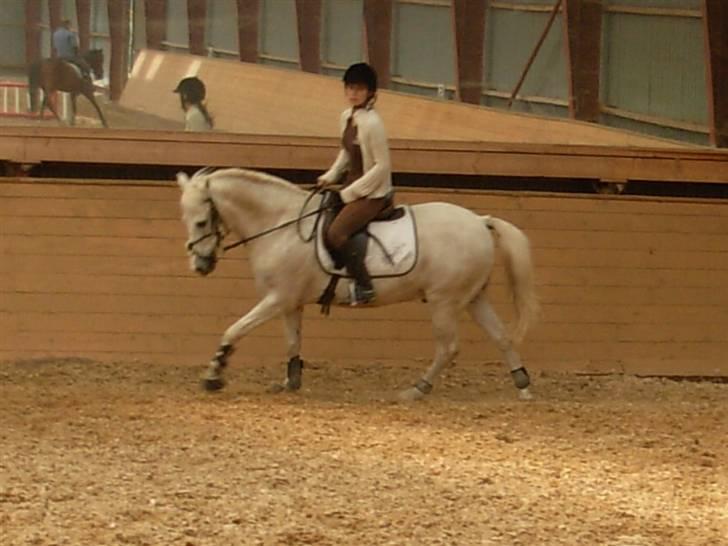 New Forest Elmely's Tarzan - Elmely Tarzan, du vil altid være i mit hjerte (L) *R.I.P* billede 19